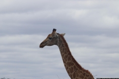 KNP_0195