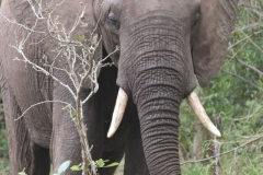 KNP_0196