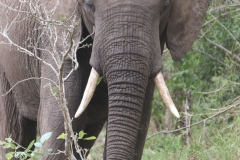 KNP_0197