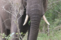 KNP_0198
