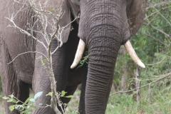KNP_0199