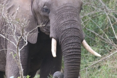 KNP_0200