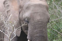 KNP_0201