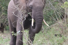 KNP_0202