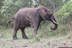 KNP_0204