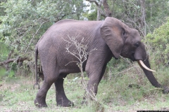 KNP_0205