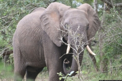 KNP_0206