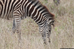 KNP_0211