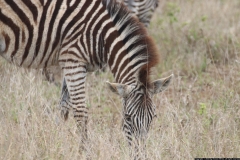 KNP_0212