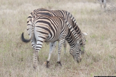 KNP_0213