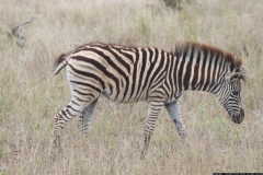 KNP_0214