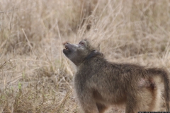 KNP_0216