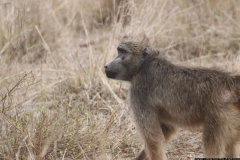 KNP_0217