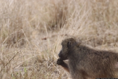 KNP_0218