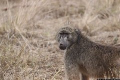 KNP_0219