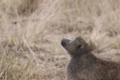 KNP_0220