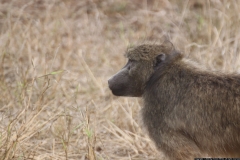 KNP_0221