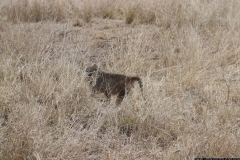 KNP_0222