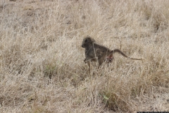 KNP_0223