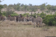 KNP_0225