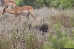 KNP_0226
