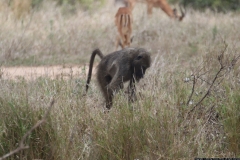 KNP_0227