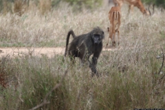 KNP_0228
