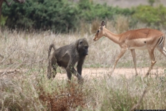 KNP_0229