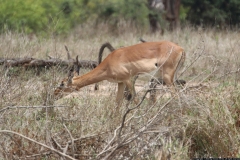 KNP_0230