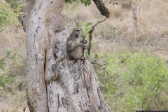 KNP_0231