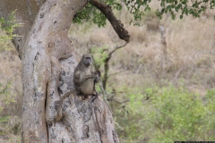 KNP_0232