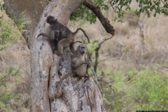 KNP_0233