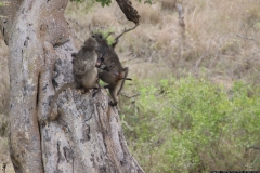 KNP_0234