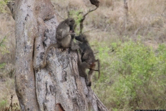 KNP_0235