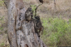 KNP_0236
