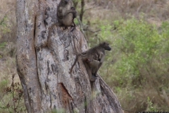 KNP_0237