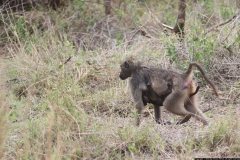 KNP_0238