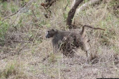KNP_0239
