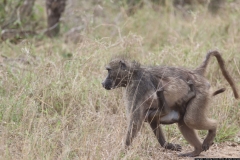 KNP_0240