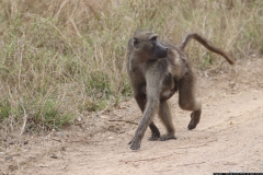 KNP_0241