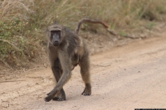 KNP_0242