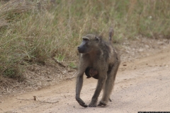 KNP_0243