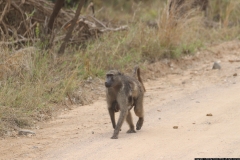 KNP_0244