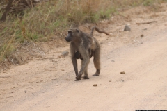 KNP_0245