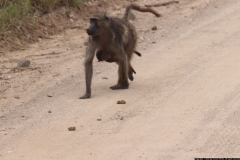 KNP_0246