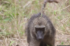 KNP_0247