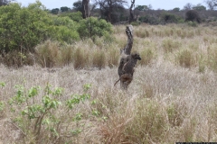 KNP_0248