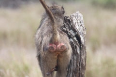 KNP_0249