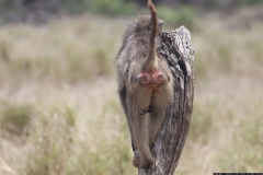 KNP_0250