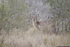 KNP_0251